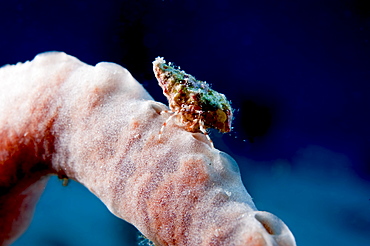 Hermit crab on a sponge, Dominica, West Indies, Caribbean, Central America