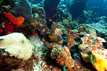 Whitespotted filefish (Cantherhines macrocerus), Dominica, West Indies, Caribbean, Central America