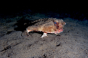 A rare longnose walking batfish (Ogcocephalus corniger) that usually lives at depths to 300m, Dominica, West Indies, Caribbean, Central America