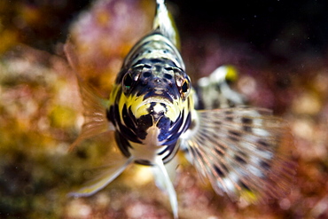 Harlequin bass (Serranus tigrinus), St. Lucia, West Indies, Caribbean, Central America