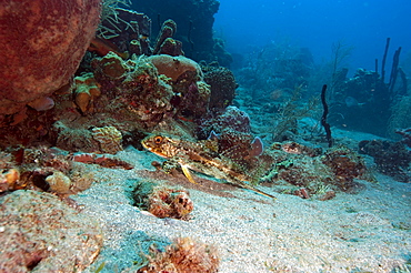 Flying gurnard (Dactylopterus volitans), Dominica, West Indies, Caribbean, Central America