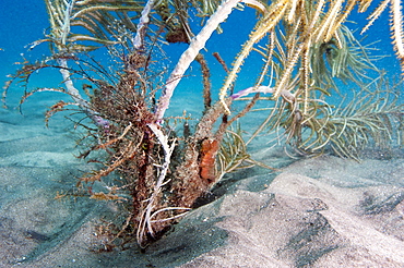 Longsnout seahorse (Hippocampus reidi), Dominica, West Indies, Caribbean, Central America