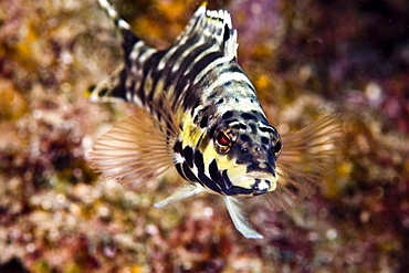 Harlequin bass (Serranus tigrinus), St. Lucia, West Indies, Caribbean, Central America