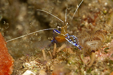 Pederson shrimp (Periclimenes pedersoni), Dominica, West Indies, Caribbean, Central America