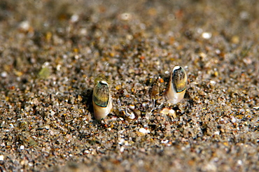 Crab eyes, Dominica, West Indies, Caribbean, Central America