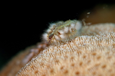 Fireworm (Hermodice carunculate), Dominica, West Indies, Caribbean, Central America