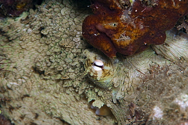 Octopus, Dominica, West Indies, Caribbean, Central America