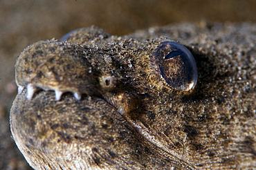 King spotted snake eel (Ophichthys ophis), Dominica, West Indies, Caribbean, Central America