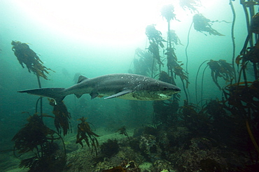 Seven gill shark, Cape Town, South Africa, Africa