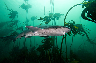 Seven gill shark, Cape Town, South Africa, Africa