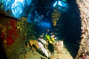 Coral growth inside the wreck of the Lesleen M freighter, sunk as an artificial reef in 1985 in Anse Cochon Bay, St. Lucia, West Indies, Caribbean, Central America