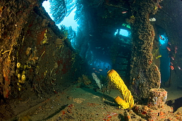 Coral growth inside the wreck of the Lesleen M freighter, sunk as an artificial reef in 1985 in Anse Cochon Bay, St. Lucia, West Indies, Caribbean, Central America