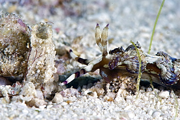 Pteraeolidia ianthina nudibranch, grows to 150mm, subtropical Indo-west Pacific waters, Philippines, Southeast Asia, Asia