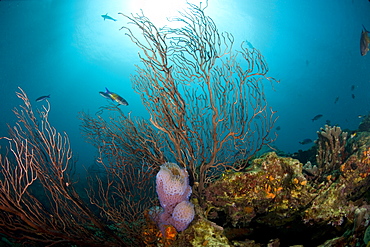 Reef scene with fan coral and vase sponge, St. Lucia, West Indies, Caribbean, Central America