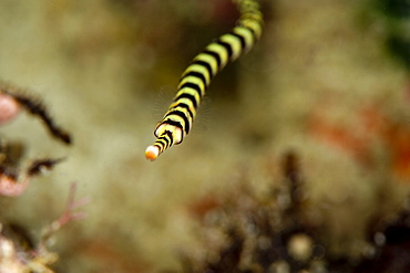 Ringed pipefish (Dunckerocampus dactyliophorus), grows to 18cm, Indo-Pacific waters, Philippines, Southeast Asia, Asia