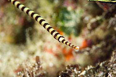 Ringed pipefish (Dunckerocampus dactyliophorus), grows to 18cm, Indo-Pacific waters, Philippines, Southeast Asia, Asia