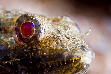 Sand diver (Synodus intermedius), St. Lucia, West Indies, Caribbean, Central America