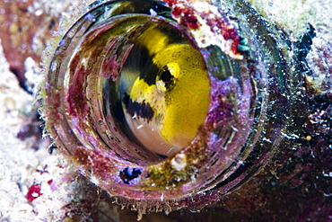 Shorthead fangblenny (Petroscirtes breviceps), inside a coral encrusted bottle, Philippines, Southeast Asia, Asia