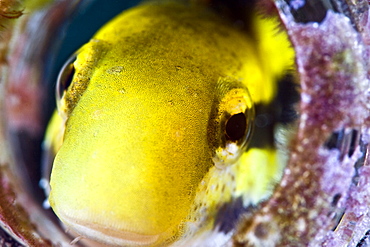 Shorthead fangblenny (Petroscirtes breviceps), inside a coral encrusted bottle, Philippines, Southeast Asia, Asia