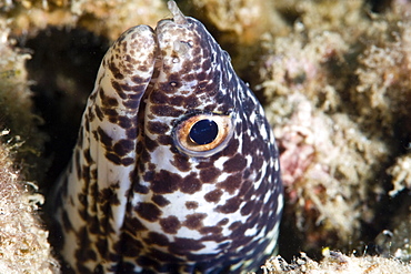 Spotted moray eel (Gymnothorax moringa), St. Lucia, West Indies, Caribbean, Central America