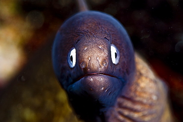 White eyed moray eel (Siderea thysoidea), Philippines, Southeast Asia, Asia