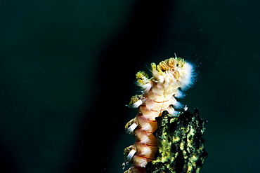 Beared fireworm (Hermodice carunculata), St. Lucia, West Indies, Caribbean, Central America