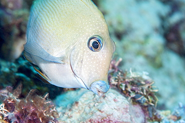 Blue lined surgeonfish (Acanthurus nigroris), Sulawesi, Indonesia, Southeast Asia, Asia