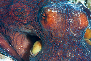 Octopus (Octopus cyanea), Sulawesi, Indonesia, Southeast Asia, Asia