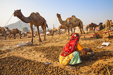 Woman collecting camel droppings to use as fuel, Pushkar Camel Fair, Pushkar, Rajasthan, India, Asia