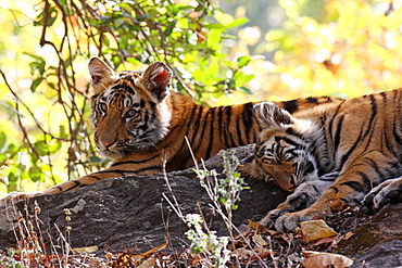 Bengal tiger (Panthera tigris tigris), Bandhavgarh National Park, Madhya Pradesh, India, Asia 