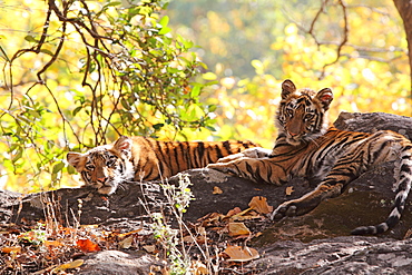 Bengal tiger, Panthera tigris tigris, Bandhavgarh National Park, Madhya Pradesh, India