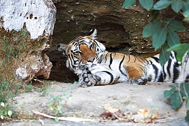 Bengal tiger, Panthera tigris tigris, Bandhavgarh National Park, Madhya Pradesh, India