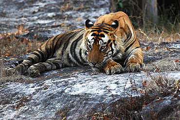 Wild Bengal tiger (Panthera tigris tigris), Bandhavgarh Tiger Reserve, Madhya Pradesh, India, Asia