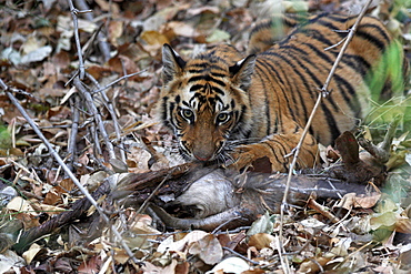 Wild Bengal tiger (Panthera tigris tigris), Bandhavgarh Tiger Reserve, Madhya Pradesh, India, Asia