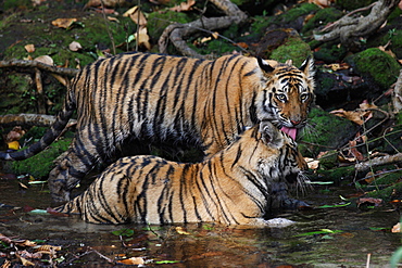 Wild Bengal tiger (Panthera tigris tigris), Bandhavgarh Tiger Reserve, Madhya Pradesh, India, Asia