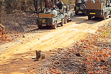 Wild Bengal tiger (Panthera tigris tigris), Bandhavgarh Tiger Reserve, Madhya Pradesh, India, Asia