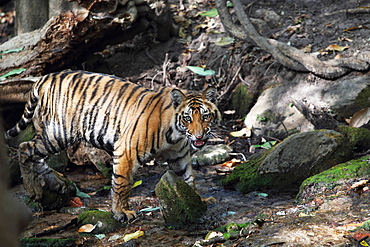 Wild Bengal tiger (Panthera tigris tigris), Bandhavgarh Tiger Reserve, Madhya Pradesh, India, Asia