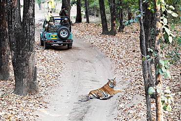 Wild Bengal tiger (Panthera tigris tigris), Bandhavgarh Tiger Reserve, Madhya Pradesh, India, Asia