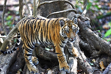 Bengal tiger, Panthera tigris tigris, Bandhavgarh National Park, Madhya Pradesh, India