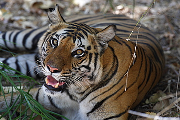 Bengal tiger, Panthera tigris tigris, Bandhavgarh National Park, Madhya Pradesh, India