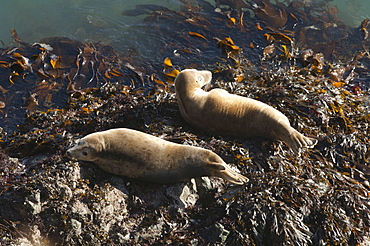 Atlantic grey seals (Halichoerus grypus) hauled out on rock, Skomer Island, Pembrokeshire, Wales, United Kingdom, Europe