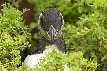 Pufflin at entrance to burrow, Wales, United Kingdom, Europe