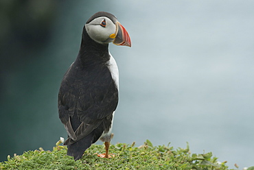 Puffin, Wales, United Kingdom, Europe