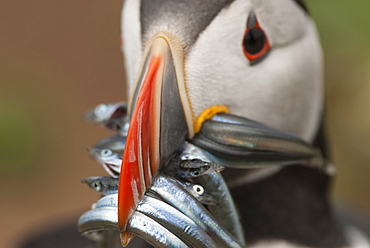 Puffin with sand eels in beak, Wales, United Kingdom, Europe