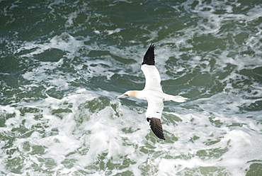 Northern gannet (Sula bassana) in flight, United Kingdom, Europe 