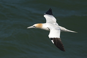 Northern gannet (Sula bassana) in flight, United Kingdom, Europe 