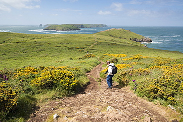 Deer Park and Skomer Island, Marloes Peninsula, Pembrokeshire, Wales, United Kingdom, Europe 