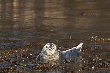 Atlantic grey seal (Halichoerus grypus) pup, Martins Haven, Pembrokeshire, Wales, United Kingdom, Europe