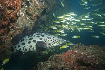 Potato cod, Mozambique, Africa