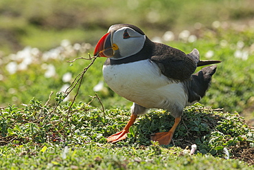 Puffin collecting nest material after heavy rain on Skomer Island, Wales, United Kingdom, Europe